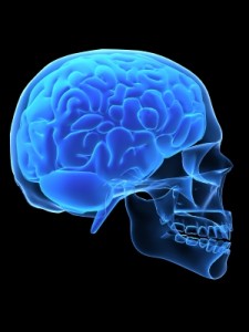 brain in skull